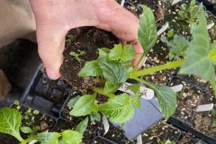 Pot Tuber